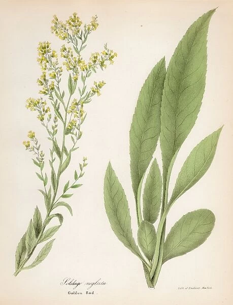 Goldenrod botanical engraving 1843