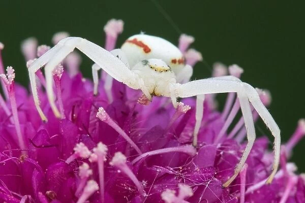 Goldenrod Crab Spider (Misumena vatia) on Japanese Scabious flower (Scabiosa japonica