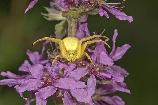Goldenrod Crab Spider -Misumena vatia- lurking on Purple Loosestrife -Lythrum salicaria-, Untergroeningen, Baden-Wuerttemberg, Germany, Europe