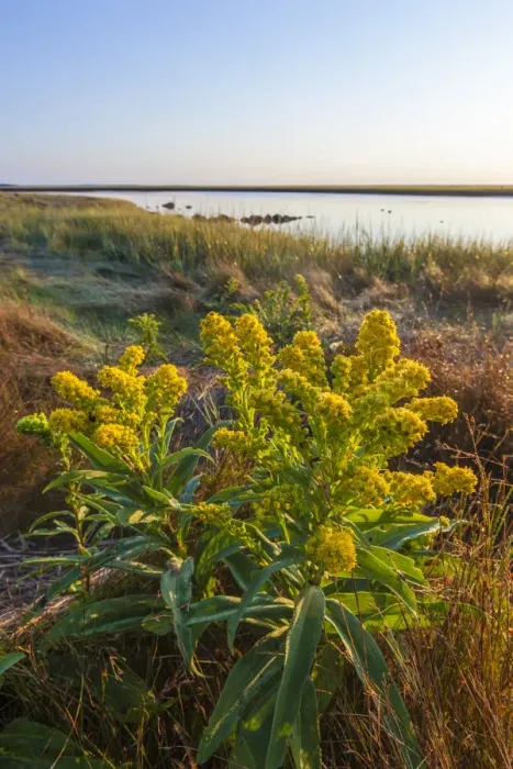 Framed Print : Goldenrod (Solidago) next to salt marsh at Fort Hill, Eastham, Cape Cod National Seashore, Massachusetts, USA
