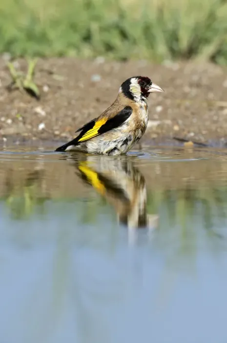 Framed Print : Goldfinch -Carduelis carduelis-, bathing, Northern Bulgaria, Bulgaria Framed Print : Goldfinch -Carduelis carduelis-, bathing, Northern Bulgaria, Bulgaria