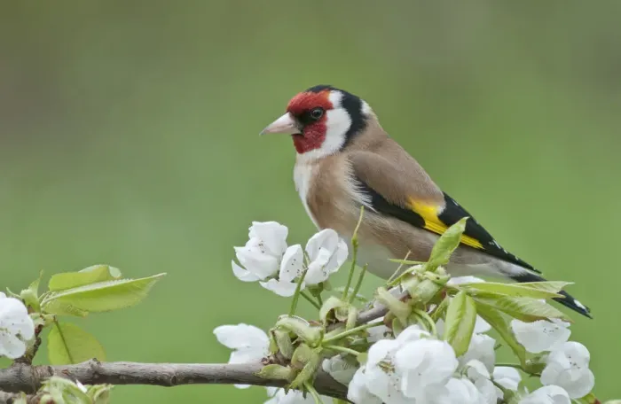 Framed Print : Goldfinch -Carduelis carduelis-, male perched on a flowering cherry tree branch, Untergroningen, Abtsgmuend, Baden-Wurttemberg, Germany Framed Print : Goldfinch -Carduelis carduelis-, male perched on a flowering cherry tree branch, Untergroningen, Abtsgmuend, Baden-Wurttemberg, Germany