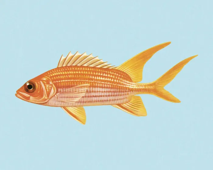 Framed Print : Goldfish. http: / / csaimages.com / images / istockprofile / csa_vector_dsp.jpg Framed Print : Goldfish. http: / / csaimages.com / images / istockprofile / csa_vector_dsp.jpg
