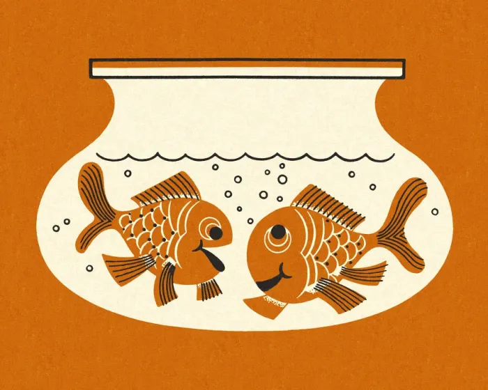 Framed Print : Two Goldfish in an Aquarium Framed Print : Two Goldfish in an Aquarium