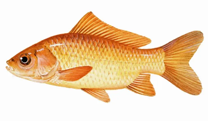 Framed Print : Goldfish (Carassius auratus), member of carp family Framed Print : Goldfish (Carassius auratus), member of carp family