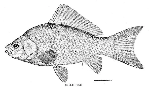 Goldfish engraving 1898