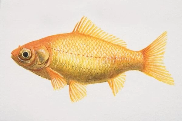 Goldfish, illustration