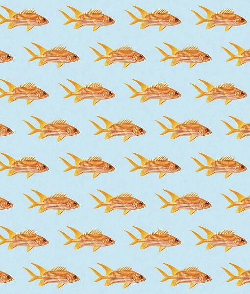 Goldfish Pattern