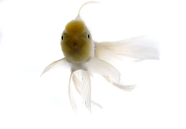 Goldfish against white background, close-up
