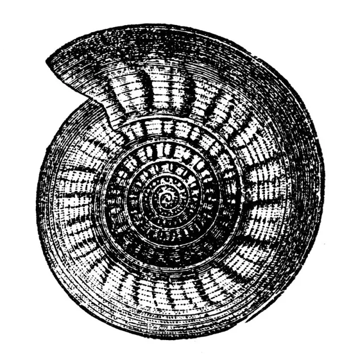 Framed Print : Goniatite. Illustration of a Goniatids, informally Goniatites Framed Print : Goniatite. Illustration of a Goniatids, informally Goniatites