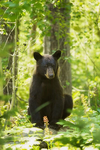 Good bear. A black bear sits upon a fallen log