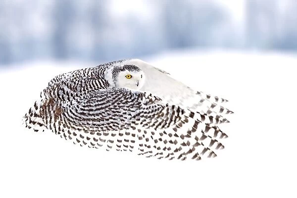 A good day for Snowy owls