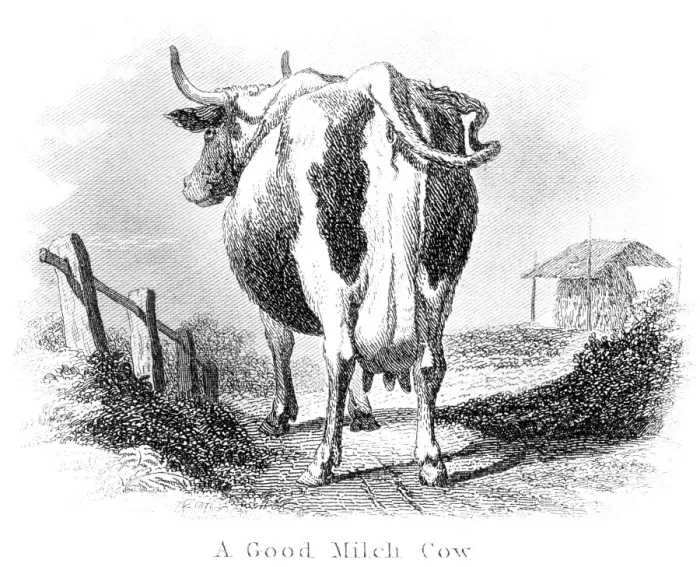 Framed Print : Good milk cow engraving 1873
