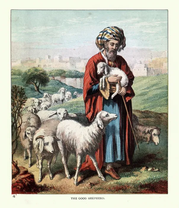 Framed Print : The Good Shepherd with his flock of sheep, Victorian Children's book illustration 19th Century Framed Print : The Good Shepherd with his flock of sheep, Victorian Children's book illustration 19th Century