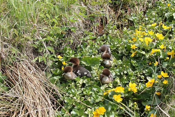 Goosander or Common Merganser chicks -Mergus merganser-, one day, between marsh marigold flowers, Allgaeu, Bavaria, Germany, Europe