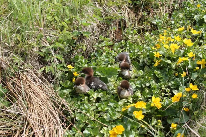 Framed Print : Goosander or Common Merganser chicks -Mergus merganser-, one day, between marsh marigold flowers, Allgaeu, Bavaria, Germany, Europe Framed Print : Goosander or Common Merganser chicks -Mergus merganser-, one day, between marsh marigold flowers, Allgaeu, Bavaria, Germany, Europe