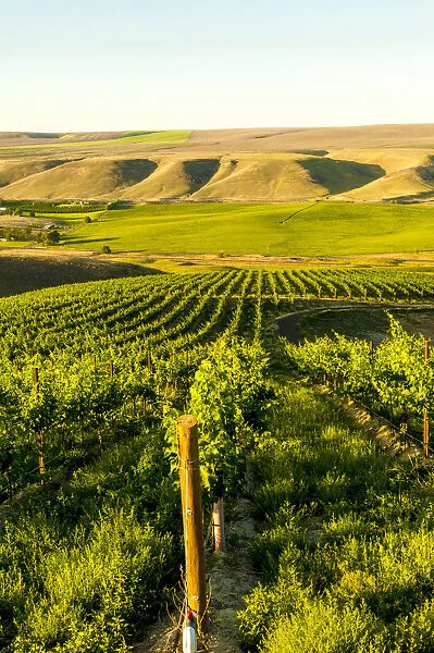 Goose Ridge vineyard at dawn, Richland, Washington State, USA