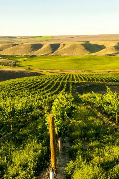 Framed Print : Goose Ridge vineyard at dawn, Richland, Washington State, USA Framed Print : Goose Ridge vineyard at dawn, Richland, Washington State, USA