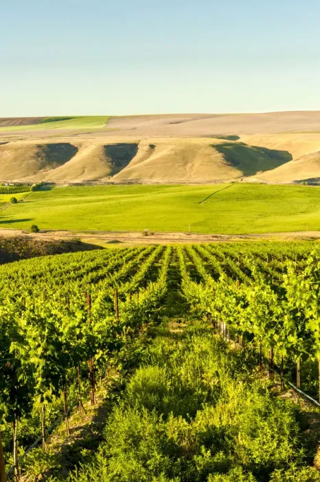 Framed Print : Goose Ridge vineyard at dawn, Richland, Washington State, USA