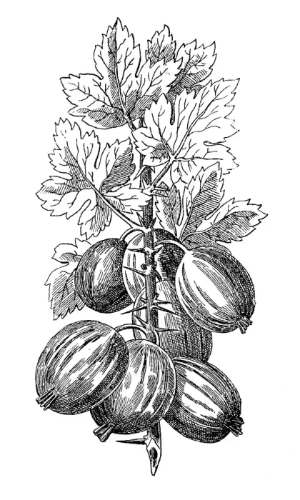 Framed Print : Gooseberry Framed Print : Gooseberry