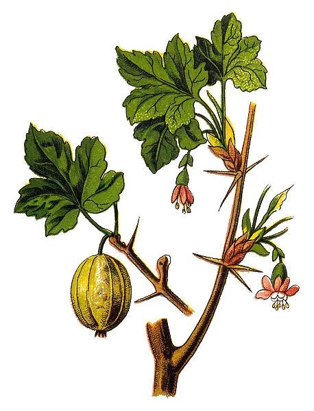 Gooseberry (Ribes grossularia)