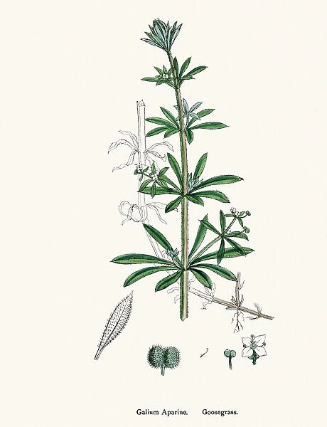 Goosegrass plant Galium aparine scientific illustration