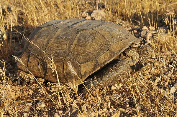 Gopher or Desert tortoise -Gopherus agassizii-, Mojave Desert, Utah, USA, North America