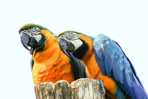 Two Gorgeous, Curious Blue-and-Gold Macaws