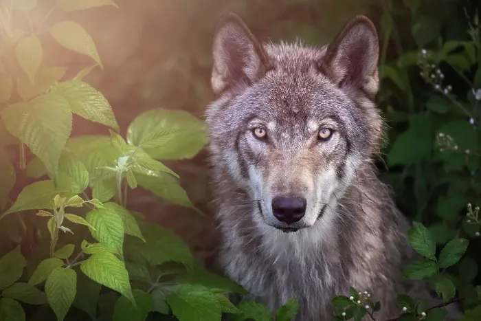 Framed Print : Gorgeous Gray Wolf posing against lush foliage Framed Print : Gorgeous Gray Wolf posing against lush foliage