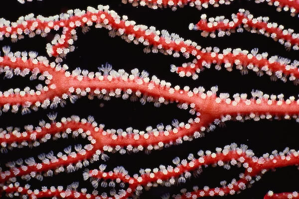 Gorgonia coral (Gorgonacea)