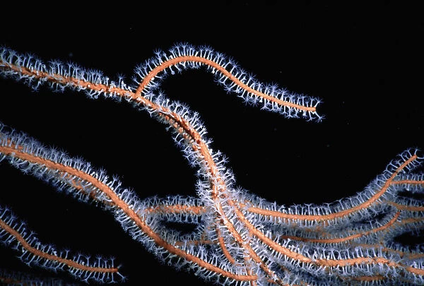 Gorgonian coral (Gorgonacea) polyps extended for feeding