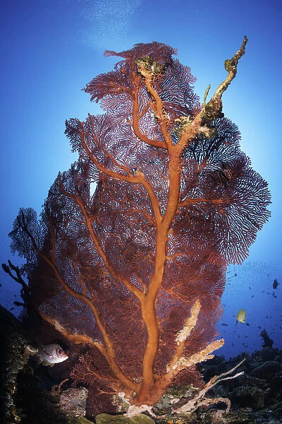 Gorgonian sea fan, Kimbe Bay, Papua New Guinea