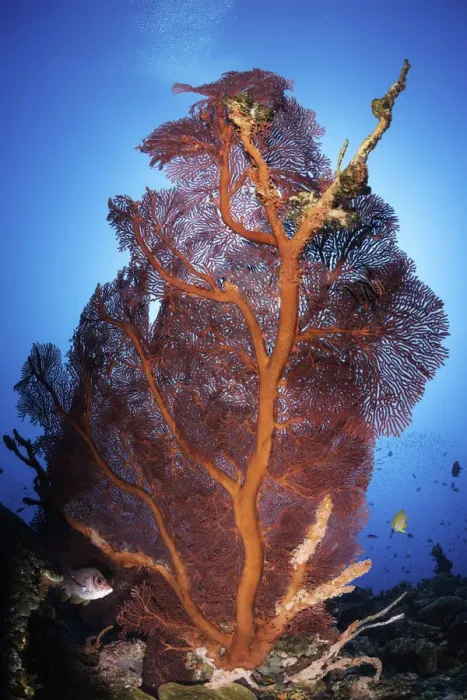 Framed Print : Gorgonian sea fan, Kimbe Bay, Papua New Guinea Framed Print : Gorgonian sea fan, Kimbe Bay, Papua New Guinea