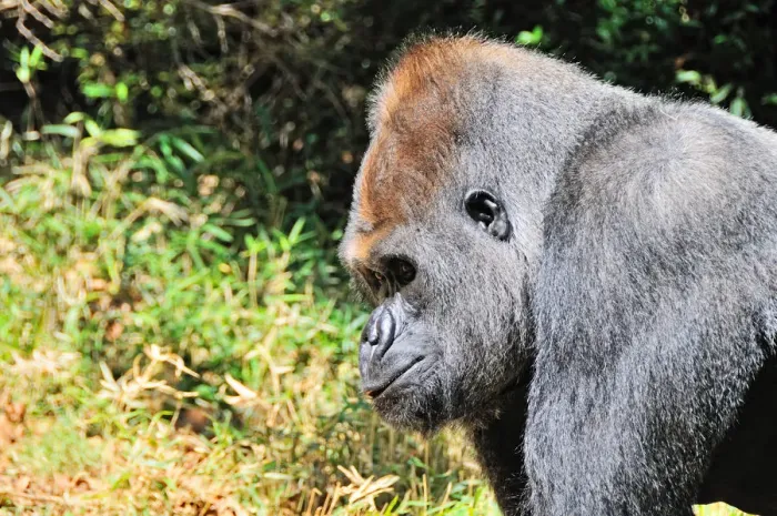Framed Print : Gorilla. Matthew Carroll Photography, 571652499