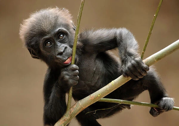 Gorilla baby climb. A cute young gorilla trying to climb