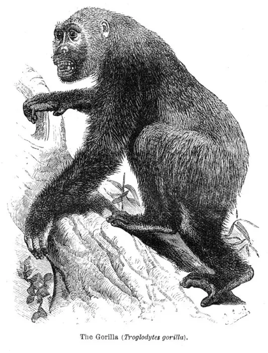 Framed Print : Gorilla engraving 1878 Framed Print : Gorilla engraving 1878