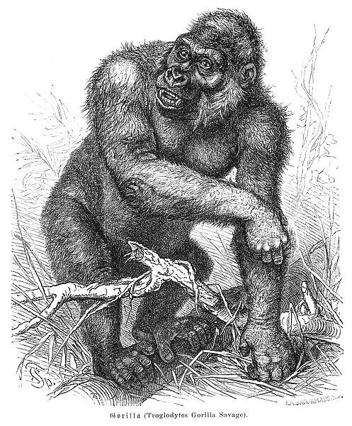 Gorilla engraving 1882