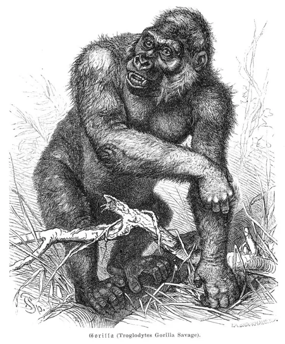 Framed Print : Gorilla engraving 1882 Framed Print : Gorilla engraving 1882