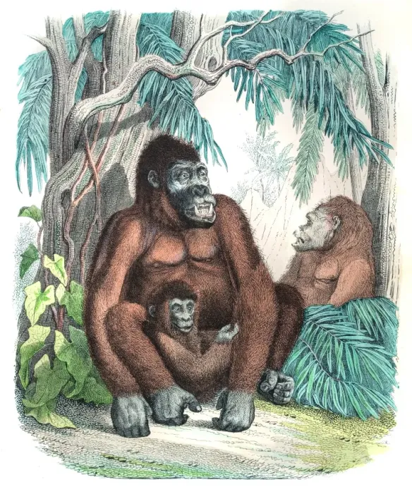 Framed Print : Gorilla family engraving 1853 Framed Print : Gorilla family engraving 1853