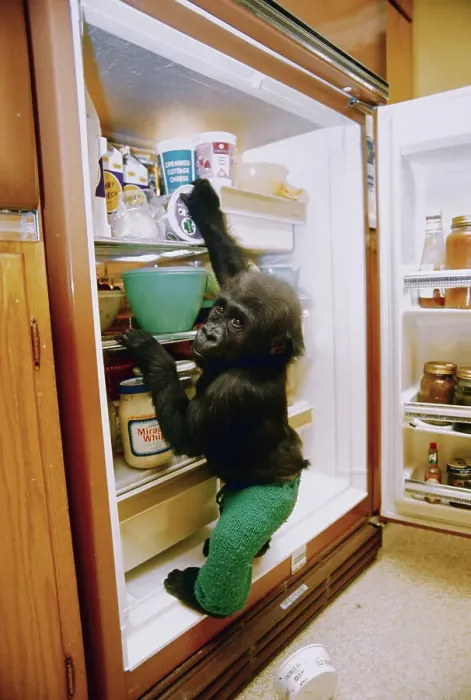 Framed Print : Gorilla Helping Himself at Refrigerator