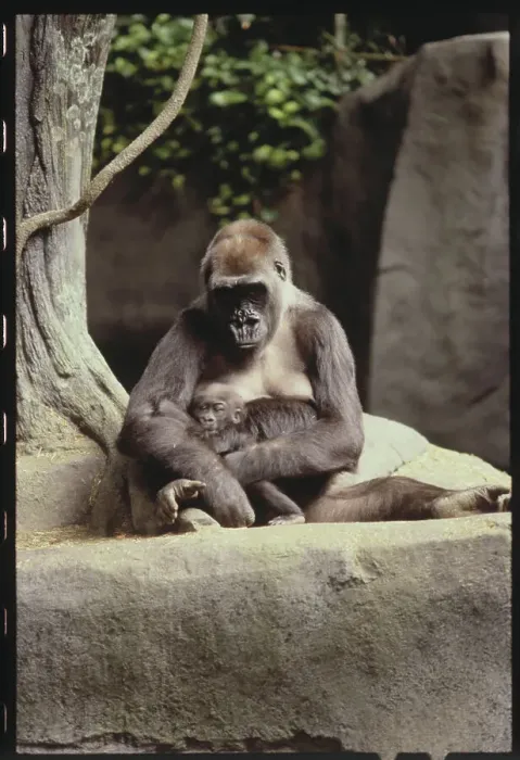 Framed Print : Gorilla with Her Infant Framed Print : Gorilla with Her Infant