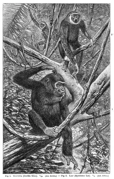 Gorilla and Lar gibbon engraving 1895