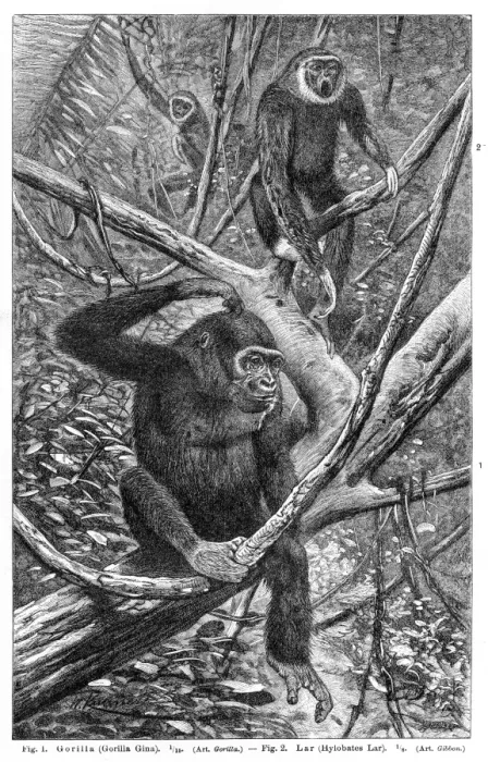 Framed Print : Gorilla and Lar gibbon engraving 1895 Framed Print : Gorilla and Lar gibbon engraving 1895