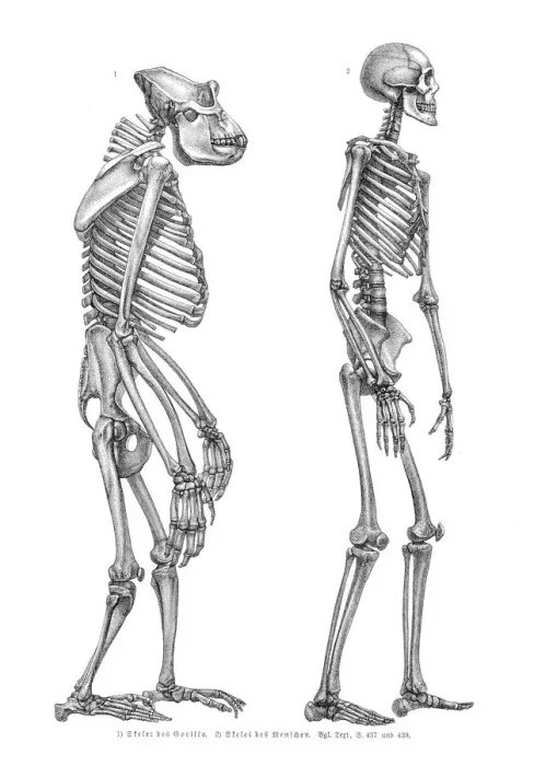 Framed Print : Gorilla and man skeleton engraving 1857