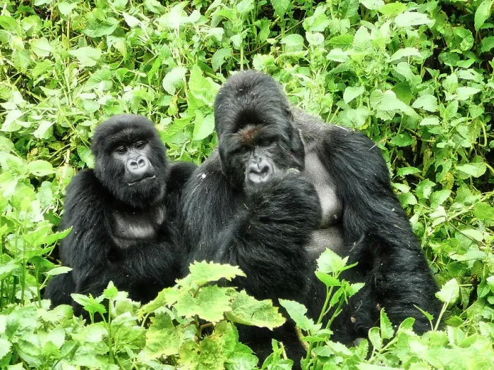 Framed Print : Gorillas in Rwanda Framed Print : Gorillas in Rwanda