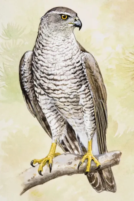 Framed Print : Goshawk (Accipiter gentilis), perching on a branch, looking away Framed Print : Goshawk (Accipiter gentilis), perching on a branch, looking away