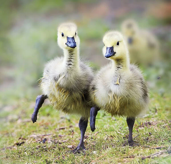 Two Goslings in Perfect Step Together at Babylon, Long Island