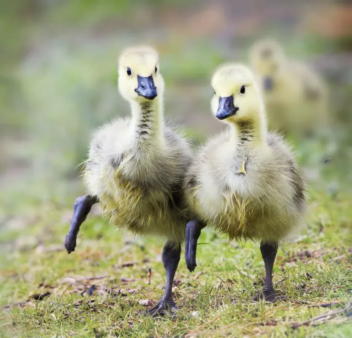 Framed Print : Two Goslings in Perfect Step Together at Babylon, Long Island Framed Print : Two Goslings in Perfect Step Together at Babylon, Long Island
