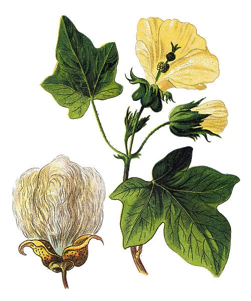 Gossypium barbadense, also known as extra-long staple (ELS) cotton