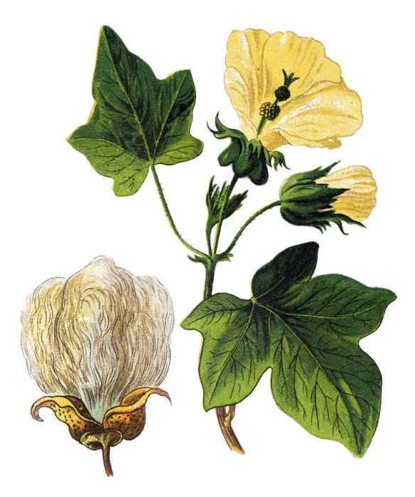 Framed Print : Gossypium barbadense, also known as extra-long staple (ELS) cotton Framed Print : Gossypium barbadense, also known as extra-long staple (ELS) cotton